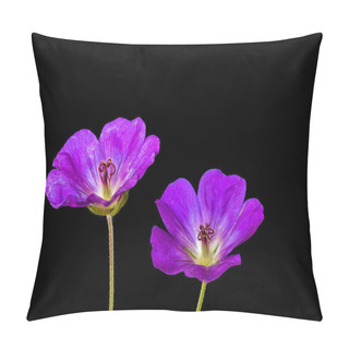 Personality  Fine Art Still Life Color Floral Image Of A Pair Of Red Violet Isolated Wide Open Violet Blooming Female Geranium/cranesbill Flowers,stem,black Background,vintage Painting Style Pillow Covers