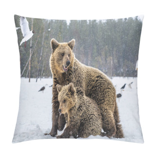 Personality  She-Bear And Bear Cubs In Snow-covered Field. Snowfall In Winter Forest. Natural Habitat. Brown Bear, Scientific Name: Ursus Arctos Arctos. Pillow Covers