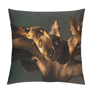 Personality  Close Up View Of Python In Sunlight On Wooden Log Isolated On Grey Pillow Covers