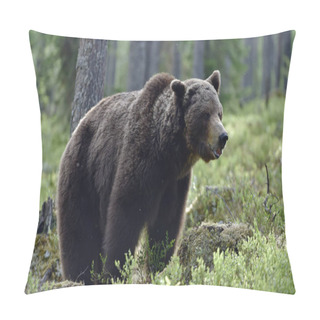 Personality  Big Adult Male Of Brown Bear In The Summer Forest. Scientific Name: Ursus Arctos. Natural Habitat. Pillow Covers