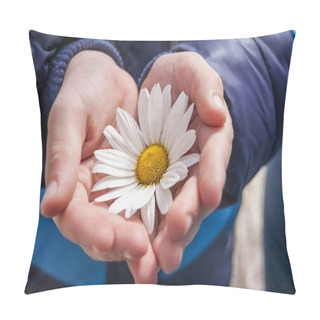 Personality  Hands Of A Six Year Old Boy Holding A Chamomile Flower Head. Pillow Covers
