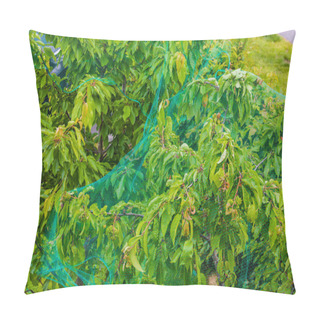 Personality  Top View Of Cherry Trees Covered With Bird Netting In Garden. Sweden. Pillow Covers