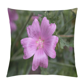 Personality  Beautiful, Wild-grown Musk Mallow (Malva Moschata) In Close-up With Blurred Background Pillow Covers
