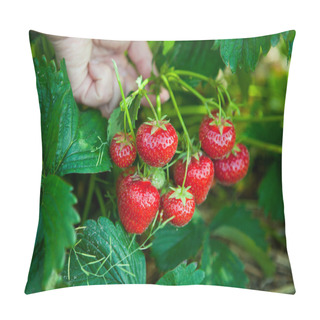 Personality  Closeup Of Fresh Organic Strawberries Pillow Covers