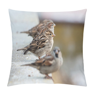 Personality  Sparrows Pillow Covers