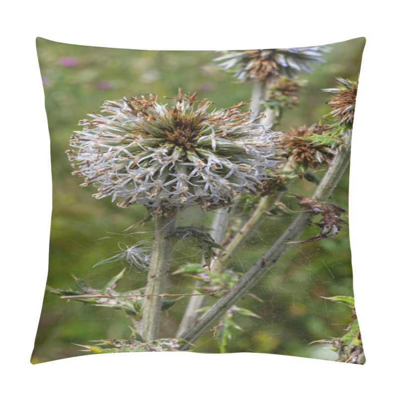 Personality  Close Up Selective Focus Of Great Globe Thistle, Known As Echinops Sphaerocephalus And Glandular Globe Thistle. Pillow Covers