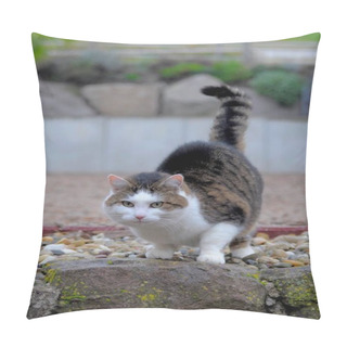 Personality  Domestic Cat Walking In The Garden Pillow Covers