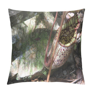 Personality  Pitcher Plant At Mount Kinabalu National Park Pillow Covers