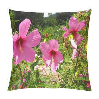 Personality  Three Pink Hibiscuses (syrian Roses) Pillow Covers