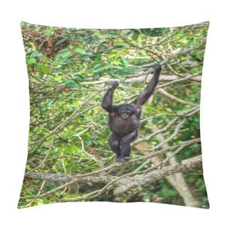 Personality  Bonobo On The Tree In Natural Habitat. Green Natural Background. The Bonobo ( Pan Paniscus), Earlier Being Called  The Pygmy Chimpanzee. Congo. Africa Pillow Covers