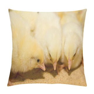 Personality  Broiler Chickens In A Cage At The Poultry Farm. Industrial Production Of White Meat Pillow Covers