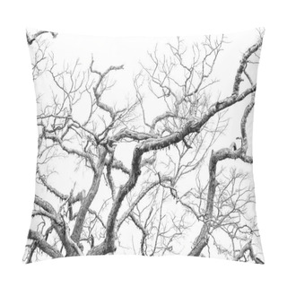 Personality  Beautiful Branches Of Trees, Overgrown With Moss, On White Background Pillow Covers