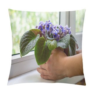 Personality  Young Woman Hands Hold Flower Pot With African Violet Flower Saintpaulia. Decoration For Windowsill And Home Pillow Covers