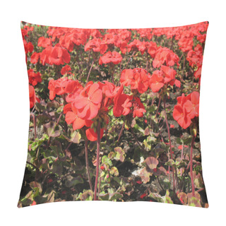 Personality  Zonal Pelargonium (Pelargonium Zonale), Geranium Family Pillow Covers