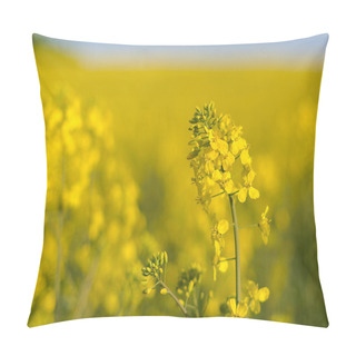 Personality  Blossoming Canola Crop Plant Pillow Covers