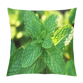 Personality  Fresh Mint Leaves On The Tree Pillow Covers