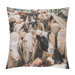 Personality  Close Up View Of Herd Of Adorable Brown Sheep Grazing In Corral At Farm Pillow Covers