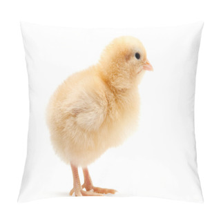 Personality  Baby Chick Isolated On White Pillow Covers