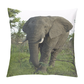 Personality  Wildlife: African Elephant Pillow Covers