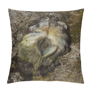Personality  The Maxima Clam (Tridacna Maxima), Also Known As The Small Giant Clam, Is A Species Of Bivalve Mollusc. The Fauna Of The Red Sea. Pillow Covers