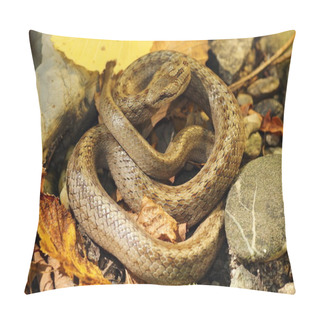 Personality  Smooth Snake On Autumn Forest Ground Pillow Covers
