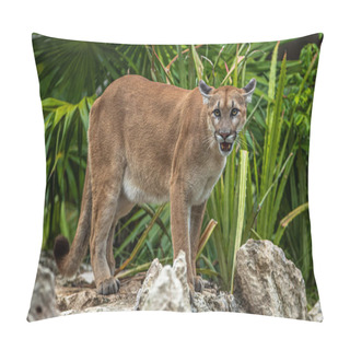 Personality  A Puma Seen Resting In Their Habitat Inside The Xcaret Park Zoo Pillow Covers