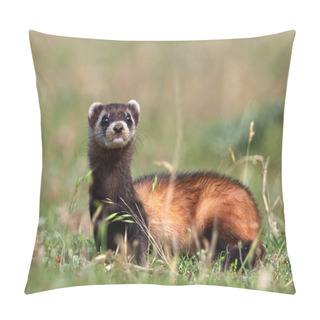 Personality  The Steppe Polecat (Mustela Eversmanii) In Natural Habitat Pillow Covers