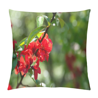 Personality  Japanese Quince. Red Flowers Of Japanese Quince Close-up. Flowering Shrub. Rich Color. Shallow Depth Of Field. Natural Background. Selective Soft Focus Pillow Covers