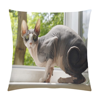 Personality  Cat Canadian Sphynx Pillow Covers