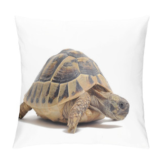 Personality  Tortoise Pillow Covers