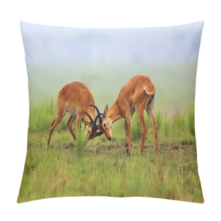 Personality  Kobe Antelopes Is Fighting  Pillow Covers