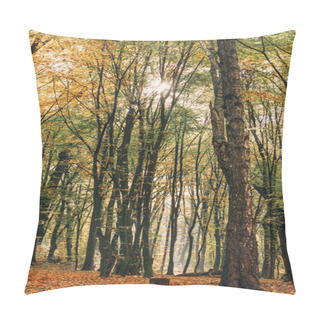 Personality  Sunshine Through Branches Of Tall Trees In Autumn Forest  Pillow Covers