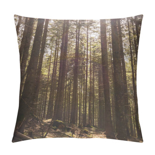 Personality  Sunlight On Mossy Glade In Spruce Forest  Pillow Covers