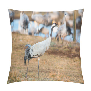 Personality  Crane Bird Walking In Grassfield Closeup Pillow Covers