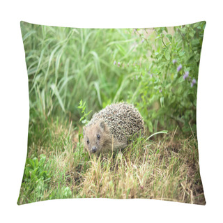 Personality  Small Hedgehog In A Grass Lookin At The Camera - Ful Size Pillow Covers