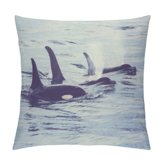Personality  Killer Whales In Alaska Pillow Covers