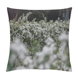 Personality  Delicate White Flowers Of Spiraea Wangutta. Beautiful Flower Abstract Nature Background. Ornamental Shrub Of The Family. Home Flower Bed. Pillow Covers