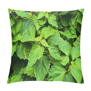 Personality  Looking Down On Large Patchouli Plant Pillow Covers
