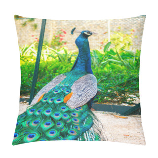 Personality  Adult Male Peacock Facing Away From Camera With Colorful And Vibrant Feathers, Vivid Blue Body And Green Neon Colored Tail Closed Behind On The Island Of Lokrum In Croatia. Pillow Covers