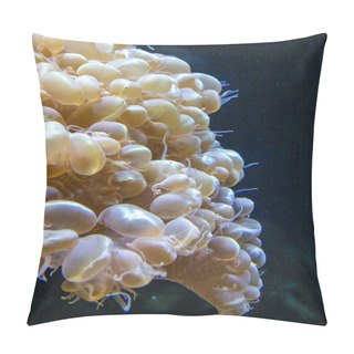 Personality  Plerogyra Sinuosa - Jelly-like Species Of The Phylum Cnidaria, Aquarium Pillow Covers