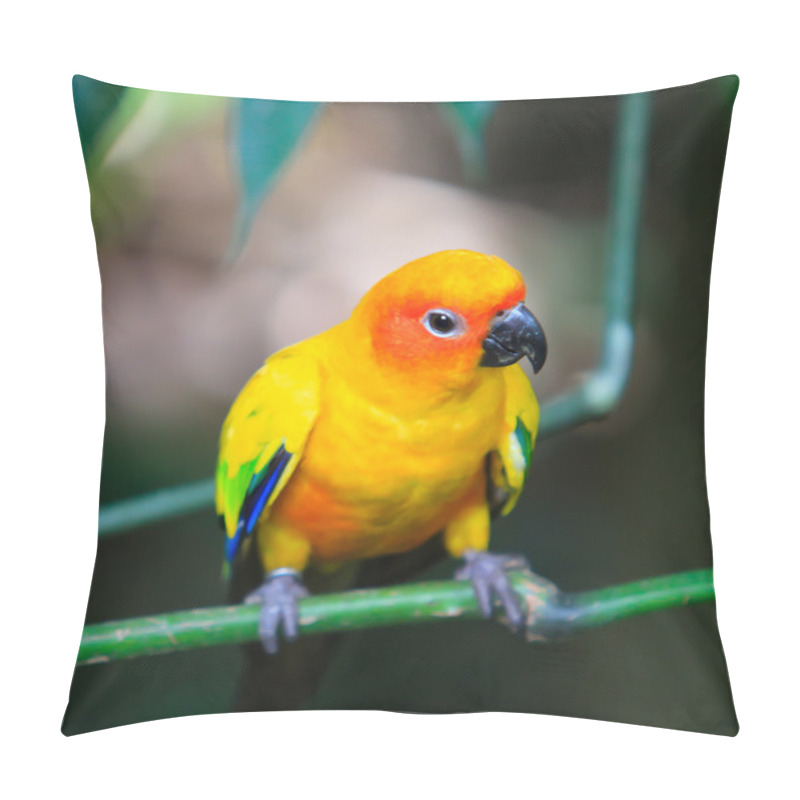 Personality  Sun Conure Pillow Covers