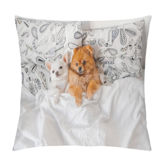 Personality  Top View Of Cute Pomeranian And Chihuahua Puppies Lying On Pillows Under Blanket Pillow Covers