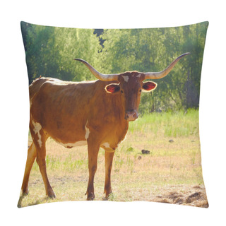 Personality  Texas Longhorn Cow In Farm Pasture Pillow Covers