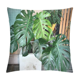 Personality  Tropical Monstera 's Leaves, Texture Of Green Leaves, Monstera Leaf In Flowerpot At The Terrace , Garden In The Building , Young Monstera Leaf Growing , Interior Decoration Plant Pillow Covers