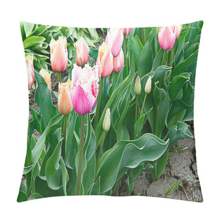 Personality  Close-up View Of Pink Parrot Tulips Planted In A Row Pillow Covers