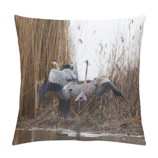 Personality  Beautiful Grey Heron Fishing On A Lake - Wildlife In Its Natural Habitat Pillow Covers