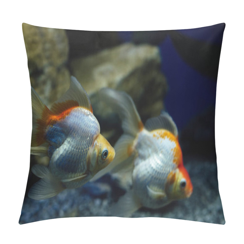 Personality  Selective Focus Of Goldfishes Swimming Under Water In Aquarium Pillow Covers