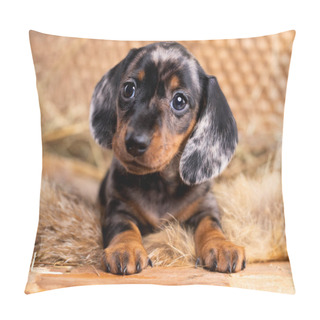 Personality  Dachshund Dog, Puppy Black Tan Mrrle Color Pillow Covers