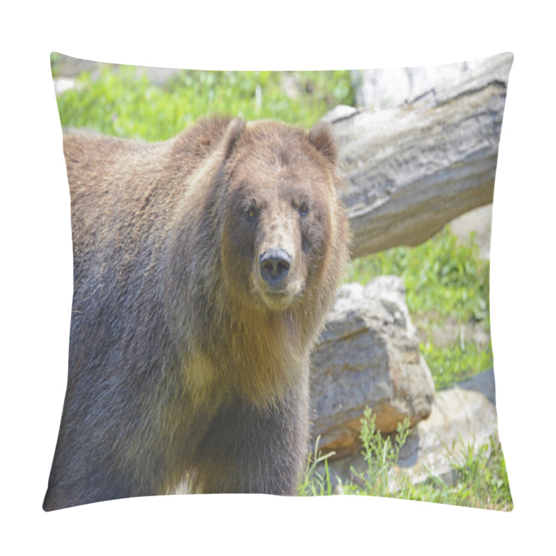 Personality  Grizzly Bear - isolated pillow covers