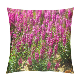 Personality  Purple Thyme Flowers In Botanical Garden Pillow Covers